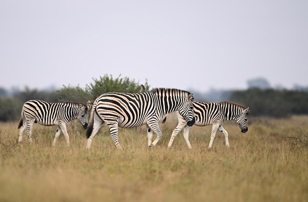Zebras Jwana Game Park